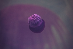 sans titre (10 sur 38)