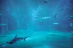 sans titre (11 sur 38)