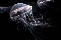 sans titre (14 sur 38)