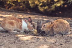 sans titre (14 sur 21)