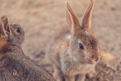 sans titre (15 sur 21)