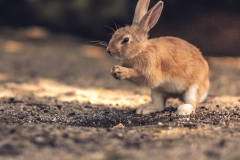 sans titre (17 sur 21)