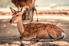 sans titre (4 sur 19)