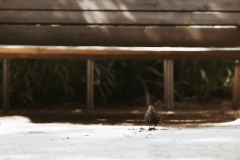 DSC01906-Modifier