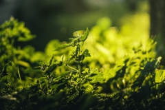 _DSF7254-Modifier