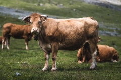 DSC01031-Modifier